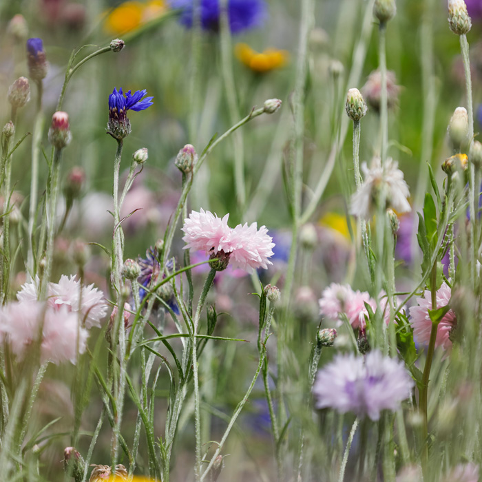 Wildflowers